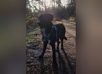 Sienna - fröhlicher Schäfi-Mix, wartet bereits in 45289 Essen