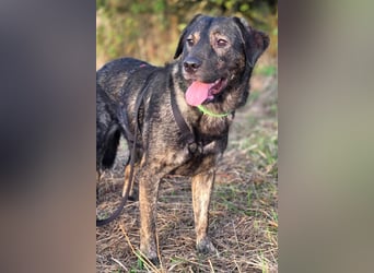 SHADOW❤️sozialer Gute-Laune-Hund wartet auf Dich in 50169 Kerpen