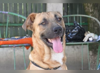 ♥ Mephisto ♥ aktiv - schmusig = Familienhund