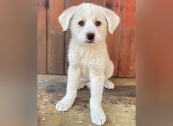 Nacho, geb. ca. 03/2026 , lebt in GRIECHENLAND, auf einer privaten Pflegestelle