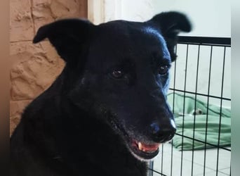 Megi ❤️ herzliche, sanfte Hunde-Seniorin