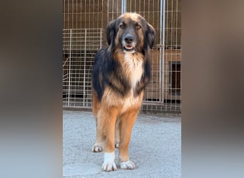 Bogo ♥️ ungeschliffener Schatz auf 4Pfoten