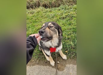 Aramis ❤️ wartet in 31812 Bad Pyrmont