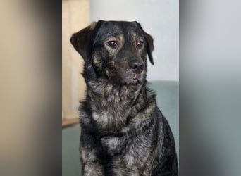 SHADOW❤️sozialer Gute-Laune-Hund wartet auf Dich in 50169 Kerpen