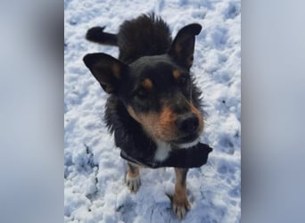 Schatz Teri: sehr freundlicher Gefährte