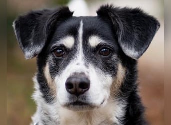 Liebster OldBoy ♥Rocky♥ wartet in 21640 Bliedersdorf auf sein so verdientes Lebensglück