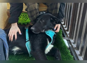 Cosmo - junger charmanter Schäfi-Mix-Bub wartet bereis in 55116 Mainz