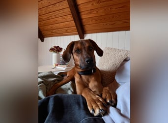 Notfell LASKO❤️in 22559 Hamburg, dringend Not-PS oder Für-Immer-Zuhause gesucht