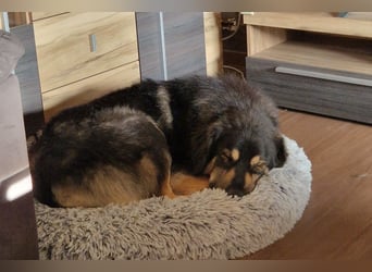 Aramis ❤️ wartet in 31812 Bad Pyrmont