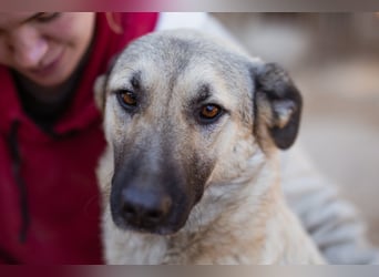 ♥Fly♥ eine herzliche, treue Fellfreundin