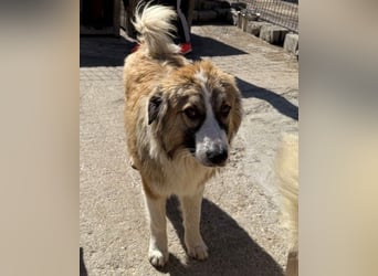 Energiebündel Jonesy - sucht Liebe und Halt