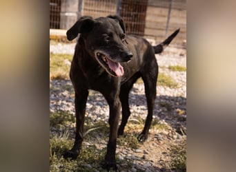 OldBoy ♥ Audi ♥ ein so lieber Schatz sucht sein verdientes Für-Immer-Körbchen