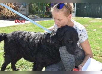 OldBoy  Đoni  sucht seine treuen Menschen
