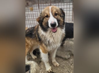 Lebensfroher Jonesy sucht Zuhause