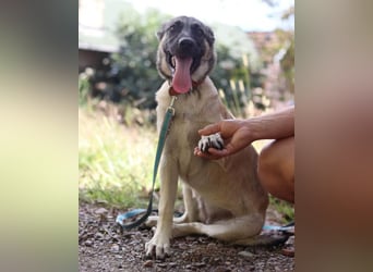 HSH-Mix YOMA❤️fröhlich, aufgeschlossen & katzenverträglich