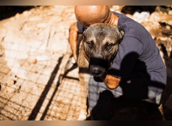 CharmingBoy ♥Luis♥ liebenswertes Fellherz