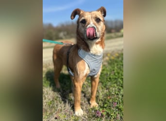 Floki ❤️ freundlicher & so menschenbezogener Familienhund