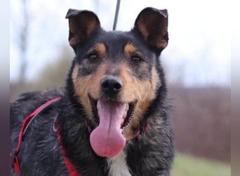 Schatz Teri: sehr freundlicher Gefährte