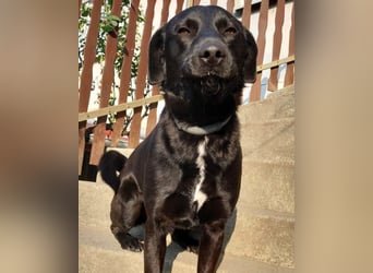 SCOOBY❤️lebensfroher, aktiver Lausbub und sehr menschenbezogen