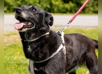 OldLady Gita ♥️ die pure Herzenshündin