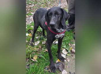 Pointer-Mix-Lady Daria: ein Herz aus Fell