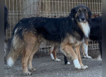 Bogo ♥️ ungeschliffener Schatz auf 4Pfoten