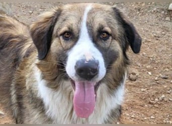 Energiebündel Jonesy - sucht Liebe und Halt Energiebündel Jonesy - sucht Liebe und Halt