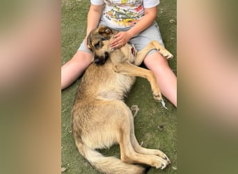 Familien-Mix-Rüde ♥Marco♥ ein Herz von Hund; liebt auch Kinder und Katzen