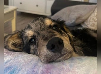 Sensibler Jungrüde ♥BALU♥ wartet schon in 59174 Kamen auf seine Für-Immer-Menschen