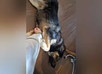 Aramis ❤️ wartet in 31812 Bad Pyrmont