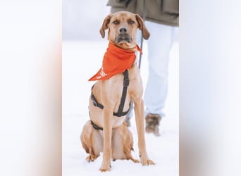 charmanter LASKO❤️in 22559 Hamburg, dringend Für-Immer-Zuhause gesucht