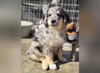 Sensibler Jungrüde ♥BALU♥ wartet schon in 59174 Kamen auf seine Für-Immer-Menschen