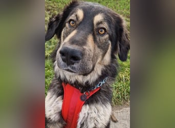 Aramis ❤️ wartet in 31812 Bad Pyrmont