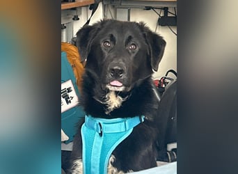 Cosmo - junger charmanter Schäfi-Mix-Bub