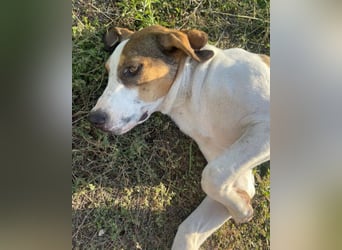 Nala ❤️ aktiver, so verschmuster HSH-Mix