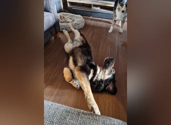 Aramis ❤️ wartet in 31812 Bad Pyrmont