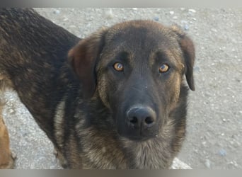 Pico ❤️ junger verschmuster, liebevoller Rüde