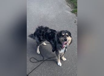 Sensibler Jungrüde ♥BALU♥ wartet schon in 59174 Kamen auf seine Für-Immer-Menschen