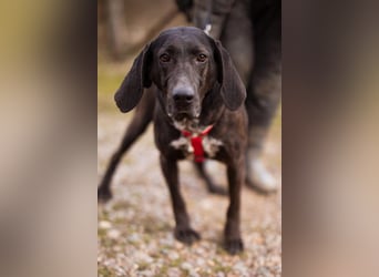 Pointer-Mix-Lady Daria: ein Herz aus Fell