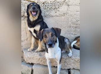 ROBI❤️zauberhafter, lieber Hundejunge - zurückhaltend und sozial