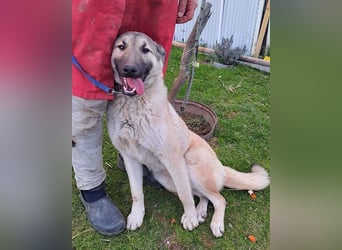 Beauty ♥ Fly ♥ herzliche, treue Fellfreundin