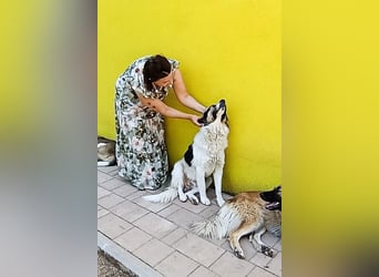Liebster ♥ Lenni ♥ großer freundlicher sozialer Schmuse-Bub