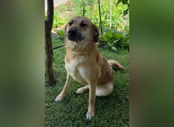 Schöne ♥ Stella ♥ aktiv und lieb, auch besonders zu Kindern