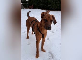 charmanter LASKO❤️in 22559 Hamburg, dringend Für-Immer-Zuhause gesucht