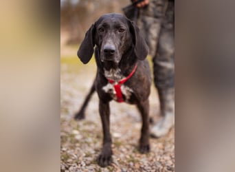 Pointer-Mix-Lady Daria: ein Herz aus Fell