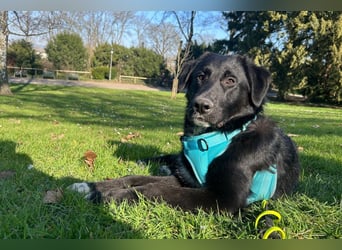 Cosmo - junger charmanter Schäfi-Mix-Bub wartet bereis in 55116 Mainz