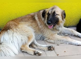 Mix-Hündin ♥ Mandy ♥ ein zauberhaftes, liebes, soziales Wesen