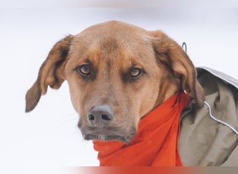 charmanter LASKO❤️in 22559 Hamburg, dringend Für-Immer-Zuhause gesucht