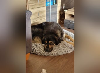 Aramis ❤️ wartet in 31812 Bad Pyrmont