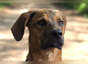 Notfell LASKO❤️in 22559 Hamburg, dringend Für-Immer-Zuhause gesucht